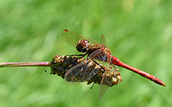 Moustached Darter (Male, Sympetrum vulgatum)